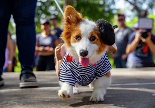 Conquering Running Events in Katy, Texas: An Expert's Guide